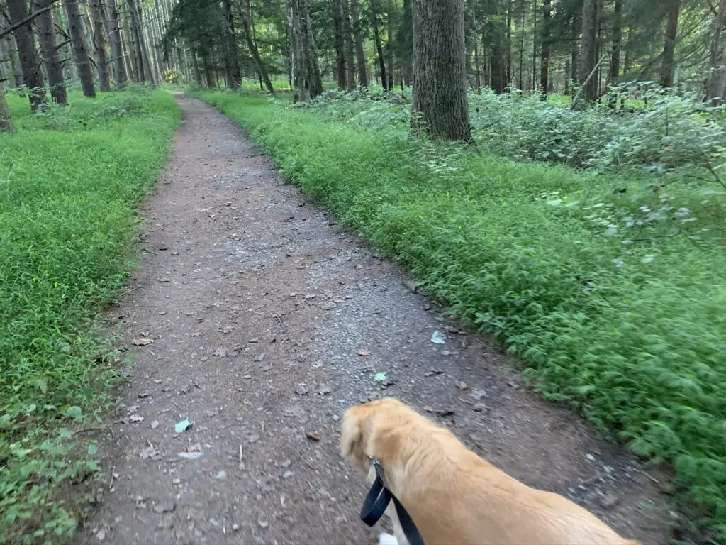 Baltimore County Walk and talk Therapy 3 F340B096 8091 4578 85F6 5C362B71C8A7