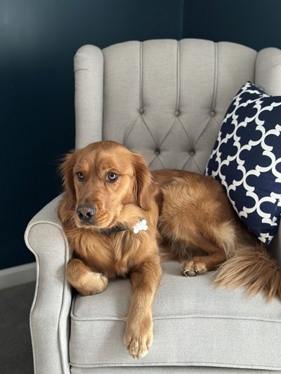 ellie_photo Dog sitting on chair